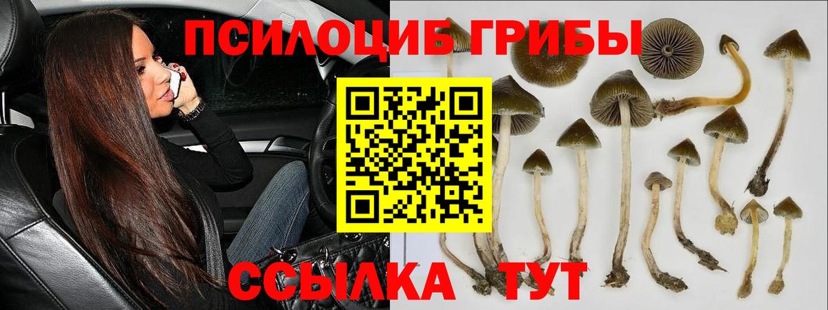 Псилоцибиновые грибы мухоморы Гусиноозёрск